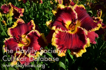 Daylily Royal Rhumba
